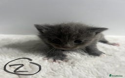 Mixed Breed cats for sale: 6 stunning kitten  - Image 3