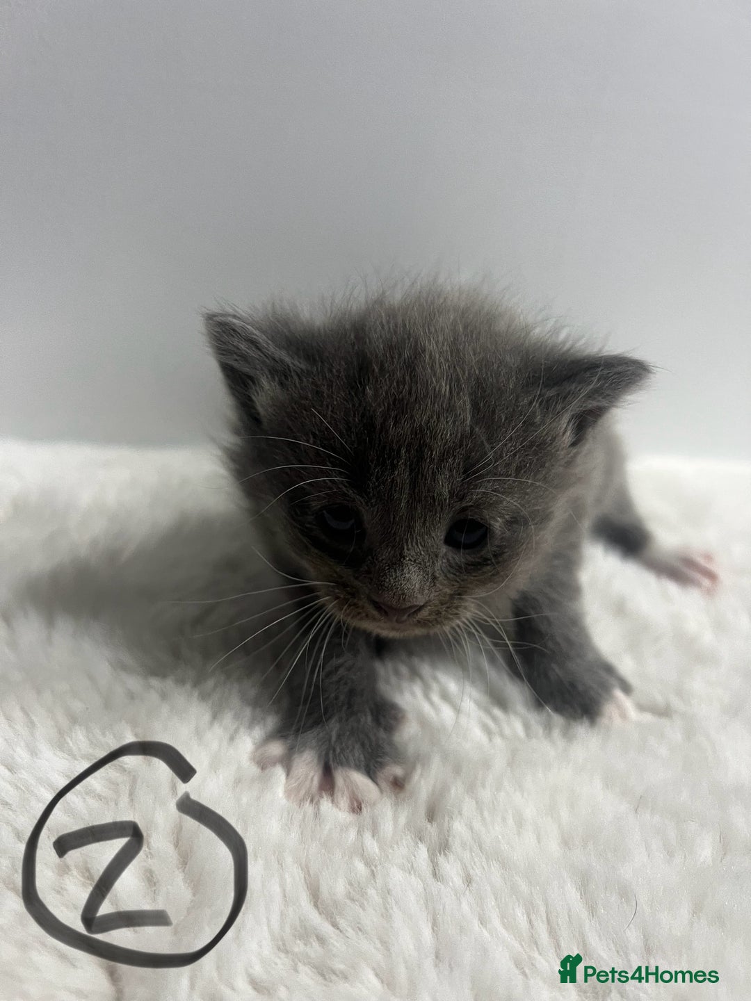Mixed Breed cats for sale: 6 stunning kitten  - Image 3