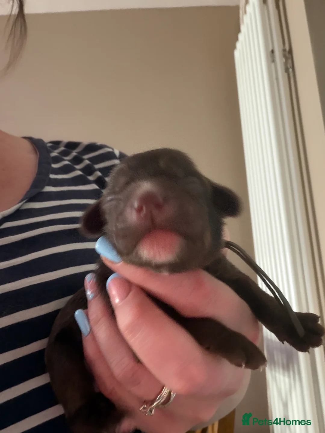 Cockapoo dogs for sale: 10 beautiful miniature cockapoo’s  in Southampton - Advert 2