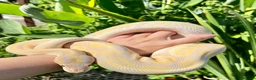 Python Snake reptiles for sale: Ball Pythons looking for new home  - Advert 2
