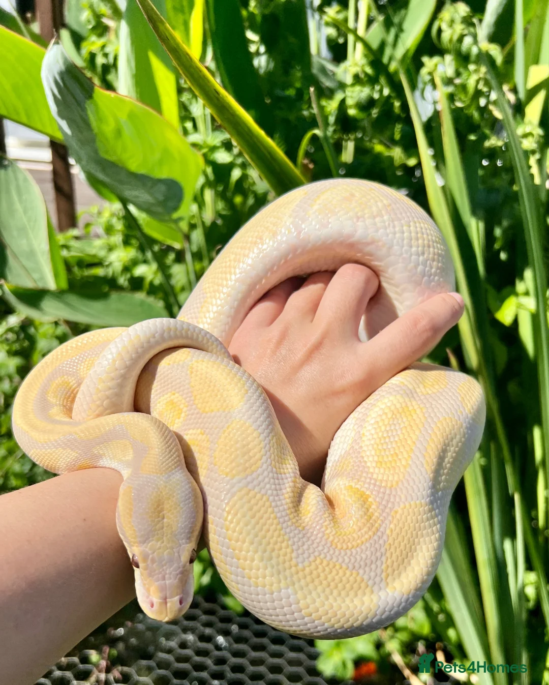 Python Snake reptiles for sale: Ball Pythons looking for new home  - Advert 2