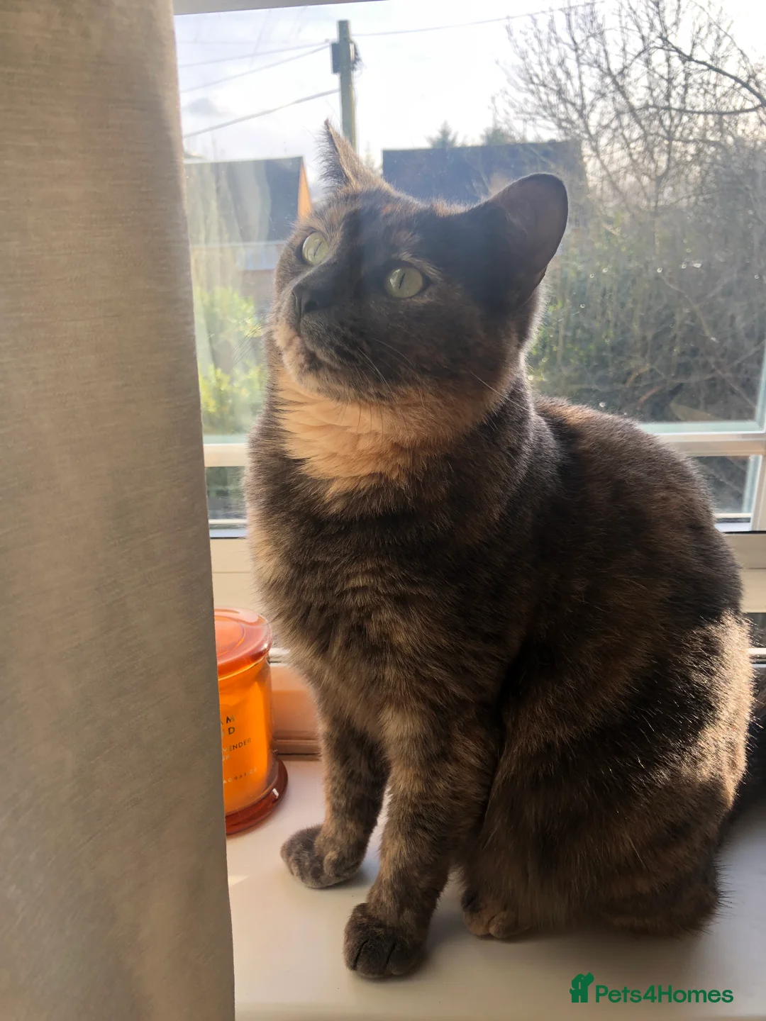 Domestic Shorthair cats for sale: Female lady cat domestic short haired 🤍🌺 - Advert 2