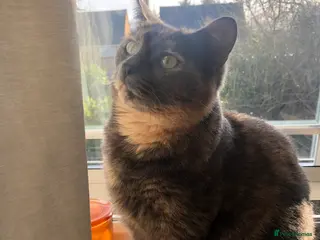 Domestic Shorthair cats Female lady cat domestic short haired 🤍🌺 - Advert 1