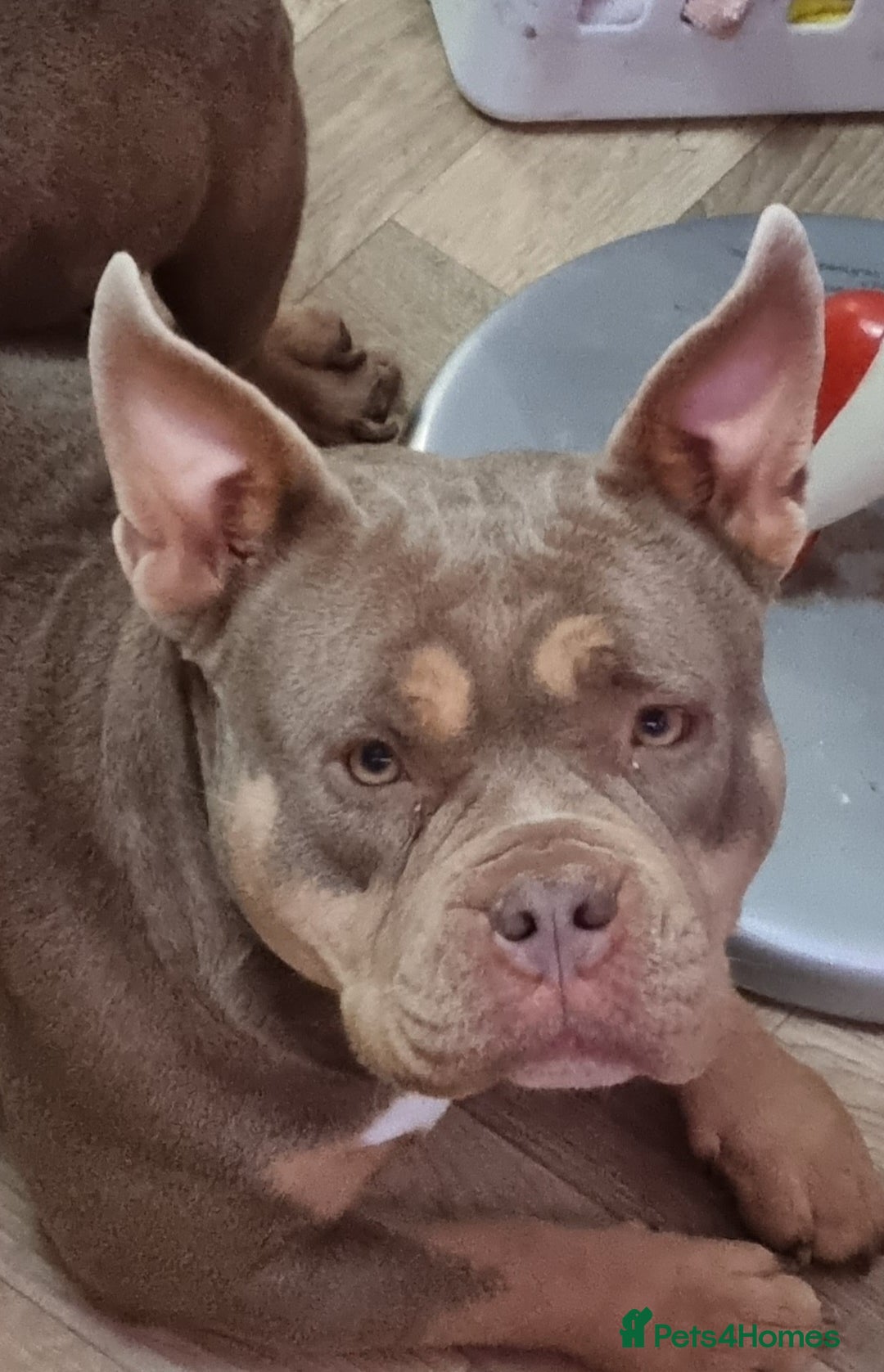 American Bully dogs for sale: Lovely pocket bully pup - Advert 3