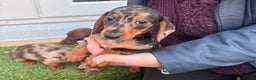 Dachshund dogs for sale: Dapple dachshund  - Advert 2