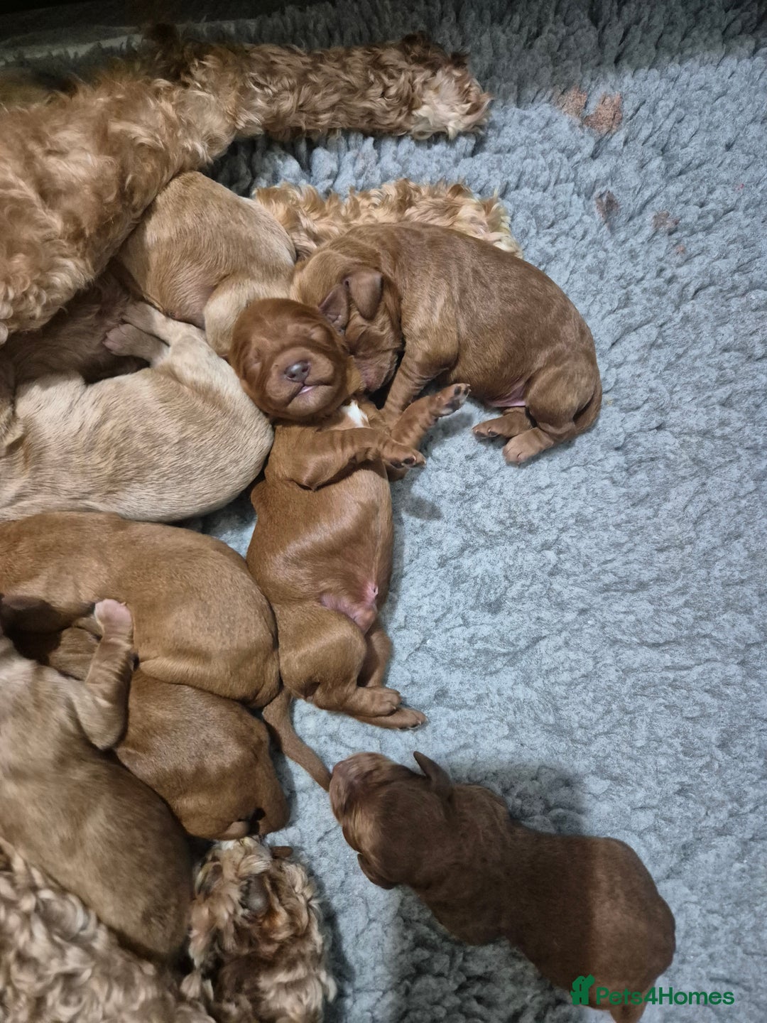 Australian Labradoodle dogs for sale: 1 boy and 1 girl left - Advert 22