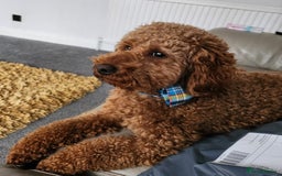 Toy Poodle dogs for stud: Proven red toy poodle For stud  ( Health tested )  in Rotherham - Image 26