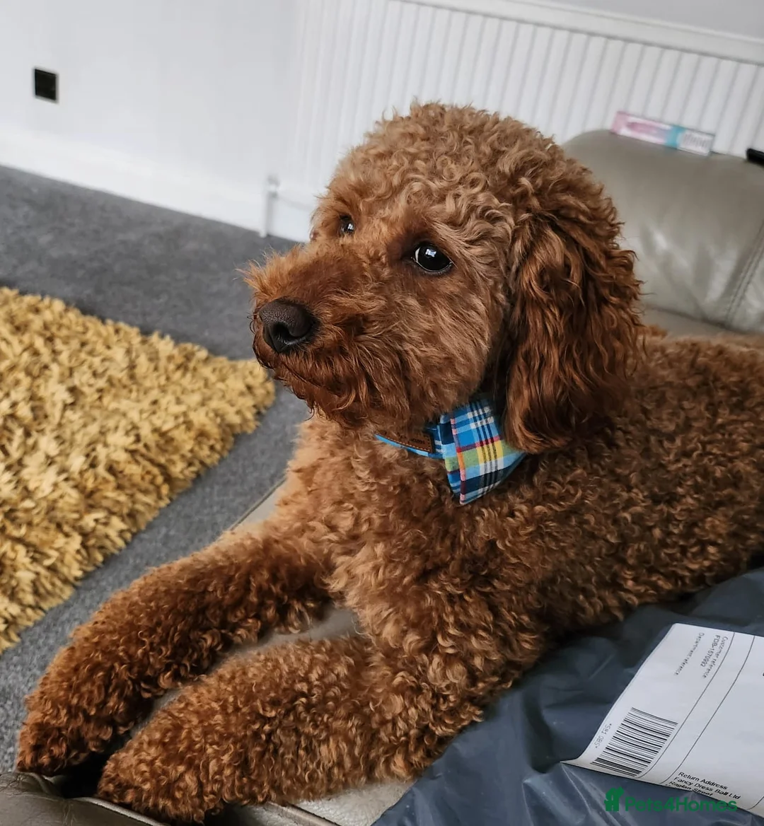Toy Poodle dogs for stud: Proven red toy poodle For stud  ( Health tested )  in Rotherham - Advert 27