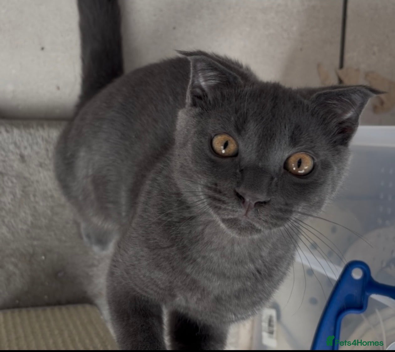 Scottish Fold cats Scottish fold kittens REDUCED 2 left - Advert 1