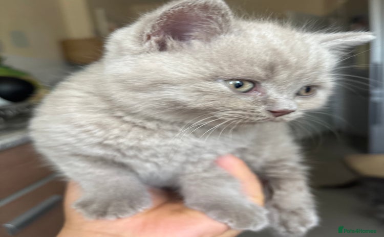 British Shorthair cats - Advert 2