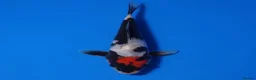 Koi Carp fish for sale: Japanese Koi - Top Quality - Advert 19