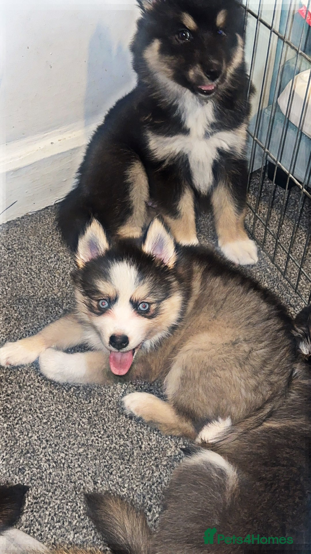 Pomsky dogs for sale: Family-Raised Pomsky Pups - Advert 30