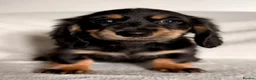 Miniature Dachshund dogs for sale: Longhaired Miniature Dachshund Puppies - Advert 5