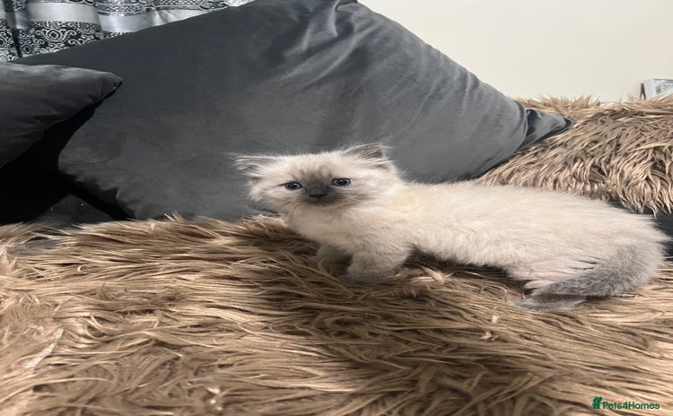 Ragdoll cats - Advert 1