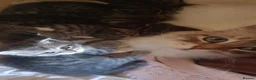 Mixed Breed cats for sale: 🐾 Gorgeous half Siberian kittens 🐾  - Advert 4