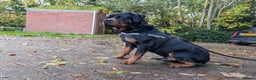 Rottweiler dogs for sale: 🐶 KC Rottweiler Puppies – German ADRK Bloodlines - Advert 4