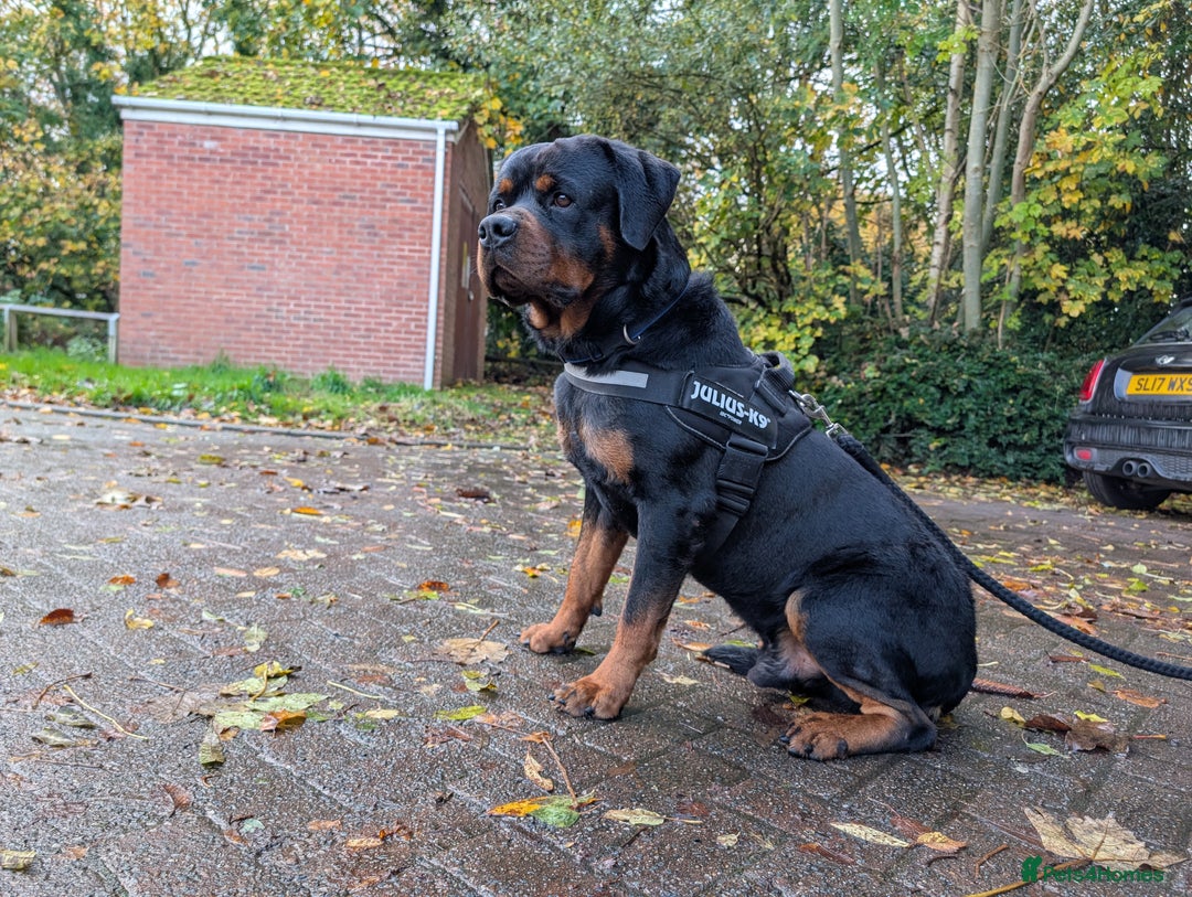 Rottweiler dogs for sale: 🐶 KC Rottweiler Puppies – German ADRK Bloodlines - Advert 4