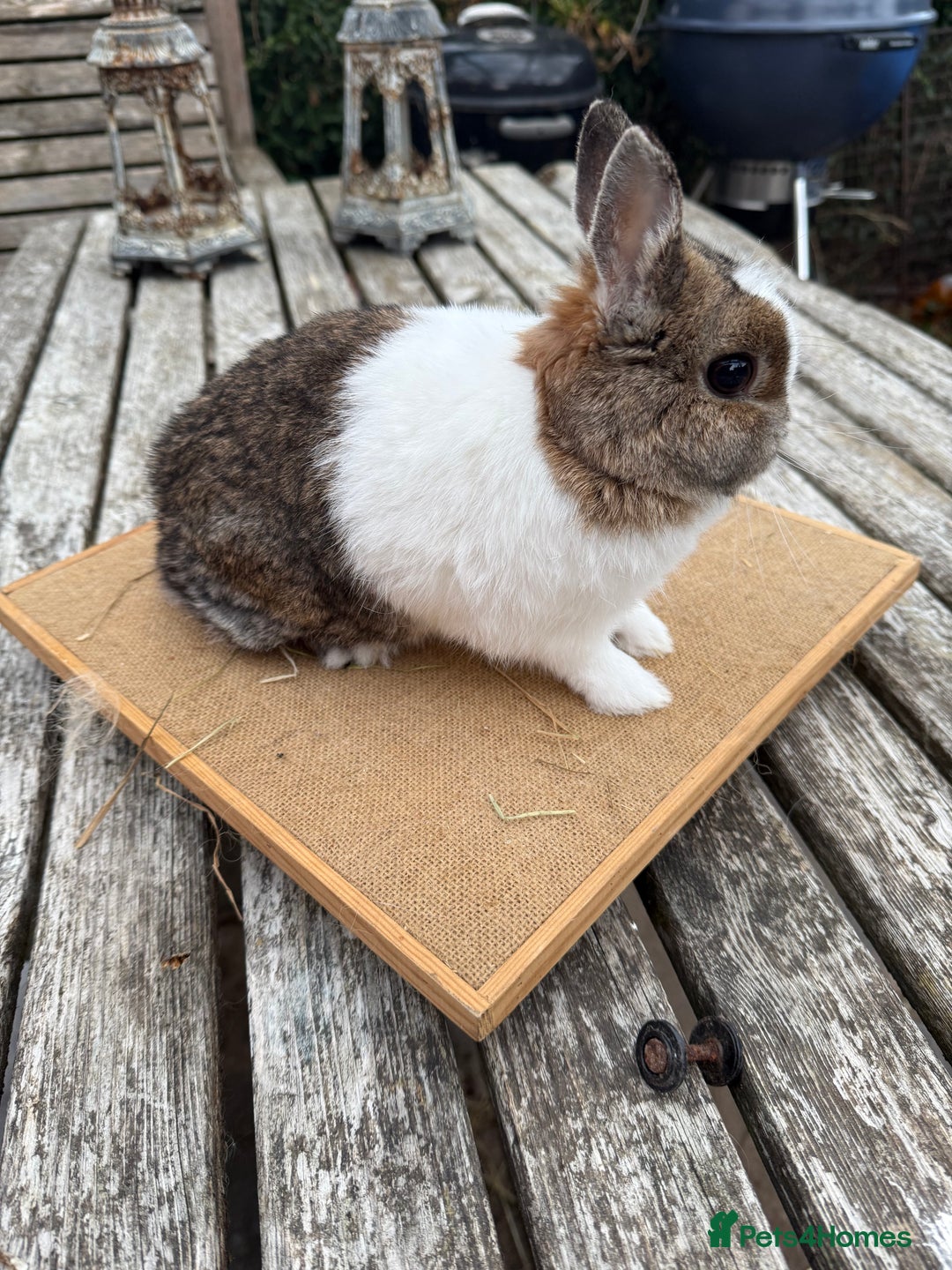 Netherland Dwarf rabbits for sale: Netherland dwarf young male rabbit  - Image 7