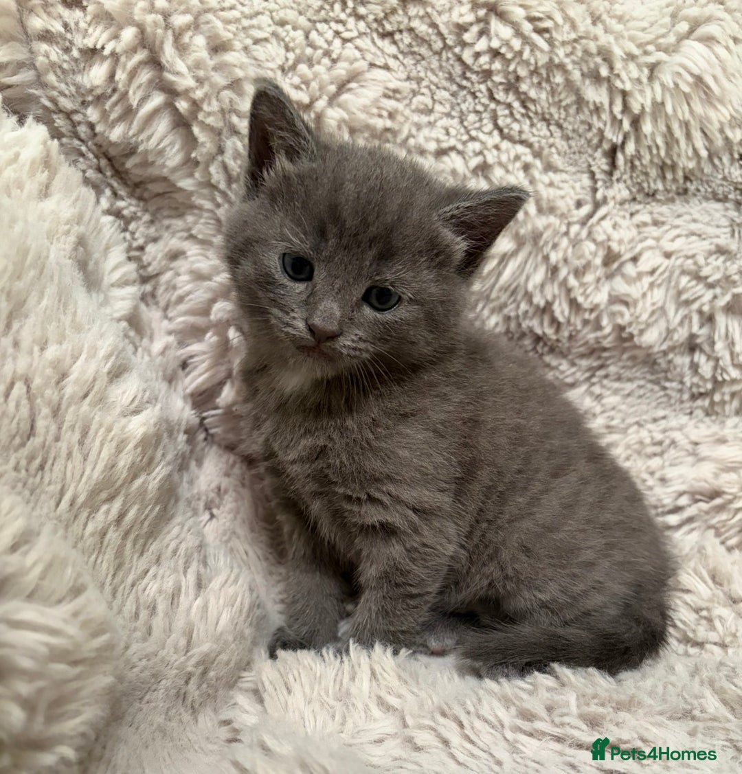Mixed Breed cats for sale: Stunning fluffy gray kitten  - Advert 3