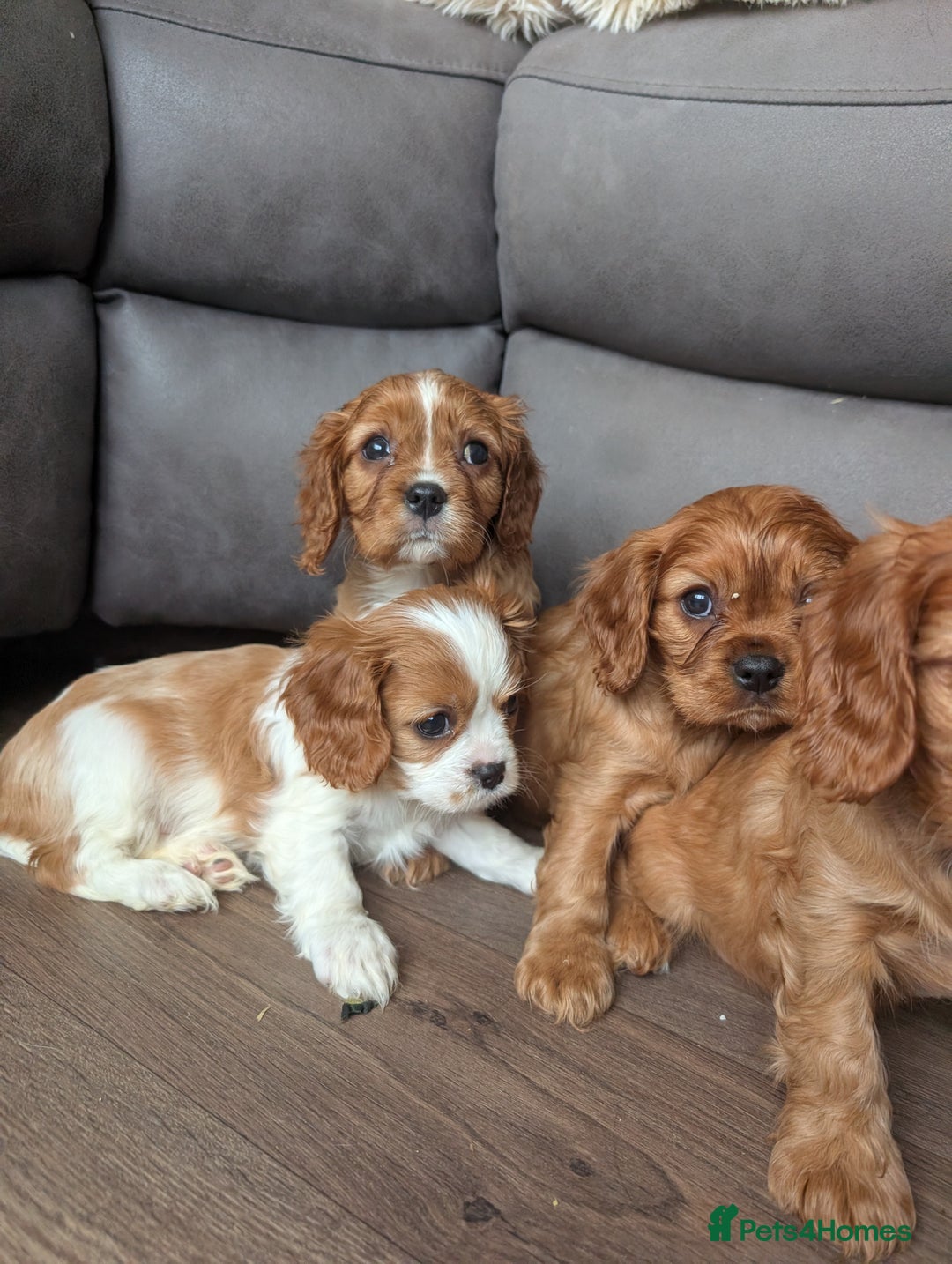 Cavalier King Charles Spaniel dogs for sale: 7 HEALTH TESTED & KC REG CAVALIERS - READY MONDAY - Advert 9