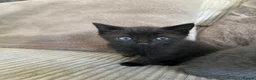 Mixed Breed cats for sale: Adorable Kittens for Sale - Advert 8