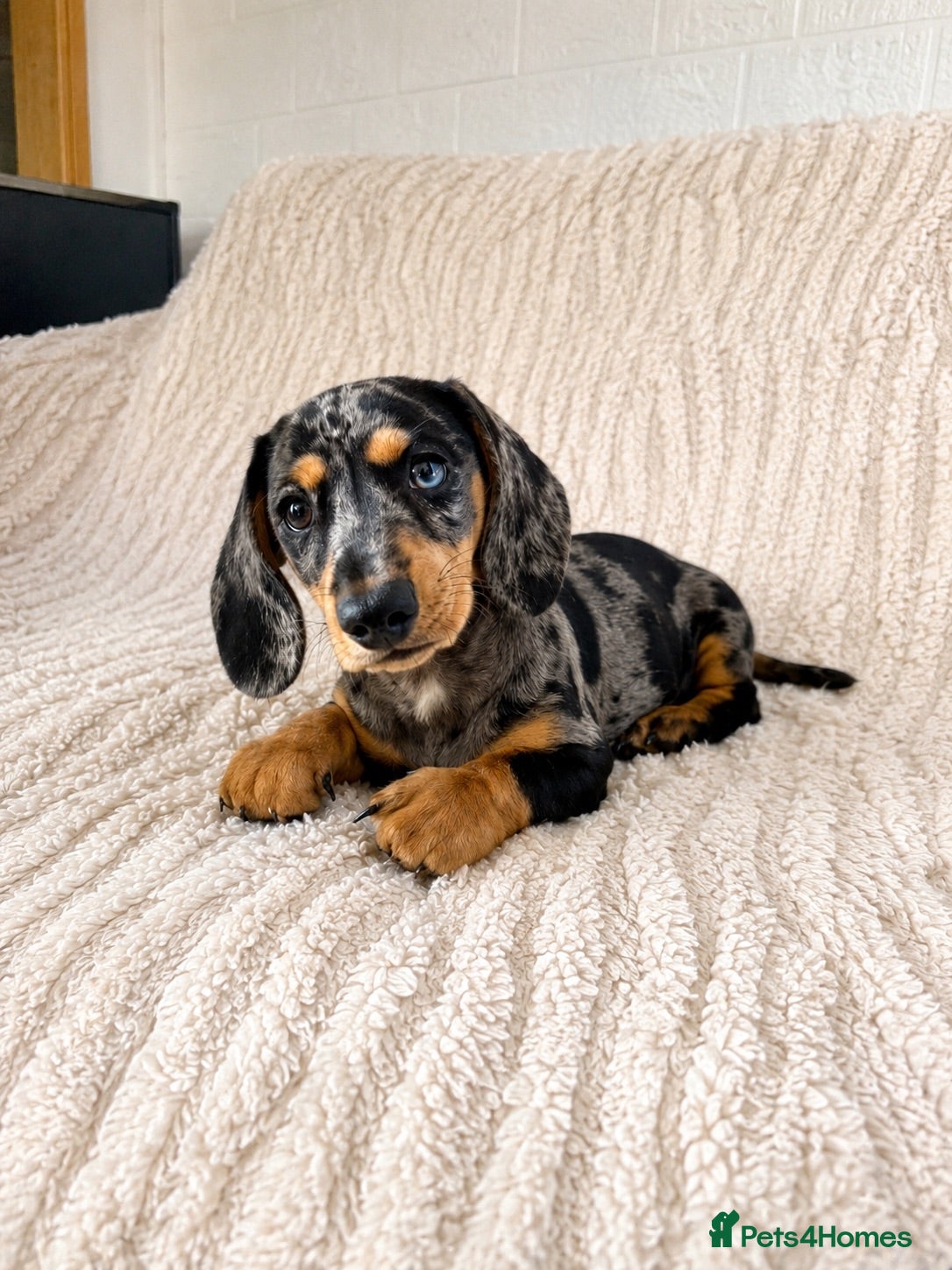 Miniature Dachshund dogs  5★ LICENSED BREEDER • KC SILVER DAPPLE BOY - Advert 2