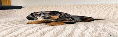 Miniature Dachshund 1