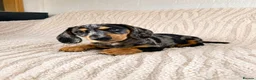 Miniature Dachshund dogs for sale:  5★ LICENSED BREEDER • KC SILVER DAPPLE BOY - Advert 2