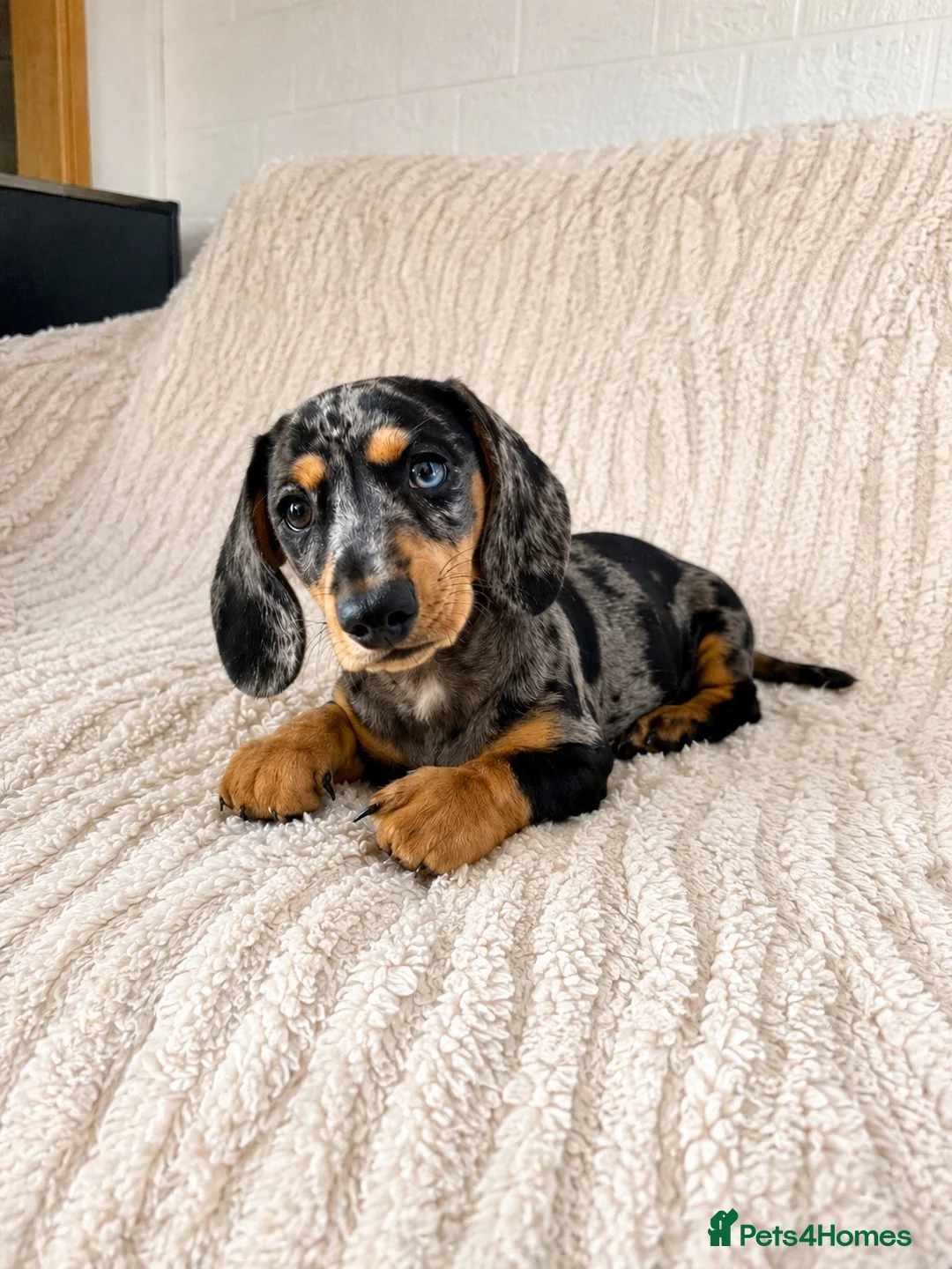 Miniature Dachshund dogs for sale:  5★ LICENSED BREEDER • KC SILVER DAPPLE BOY - Advert 2