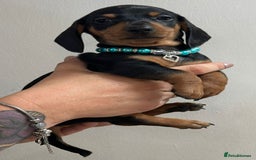 Miniature Dachshund dogs for sale: Beautiful smooth haired miniature dachshunds - Image 6
