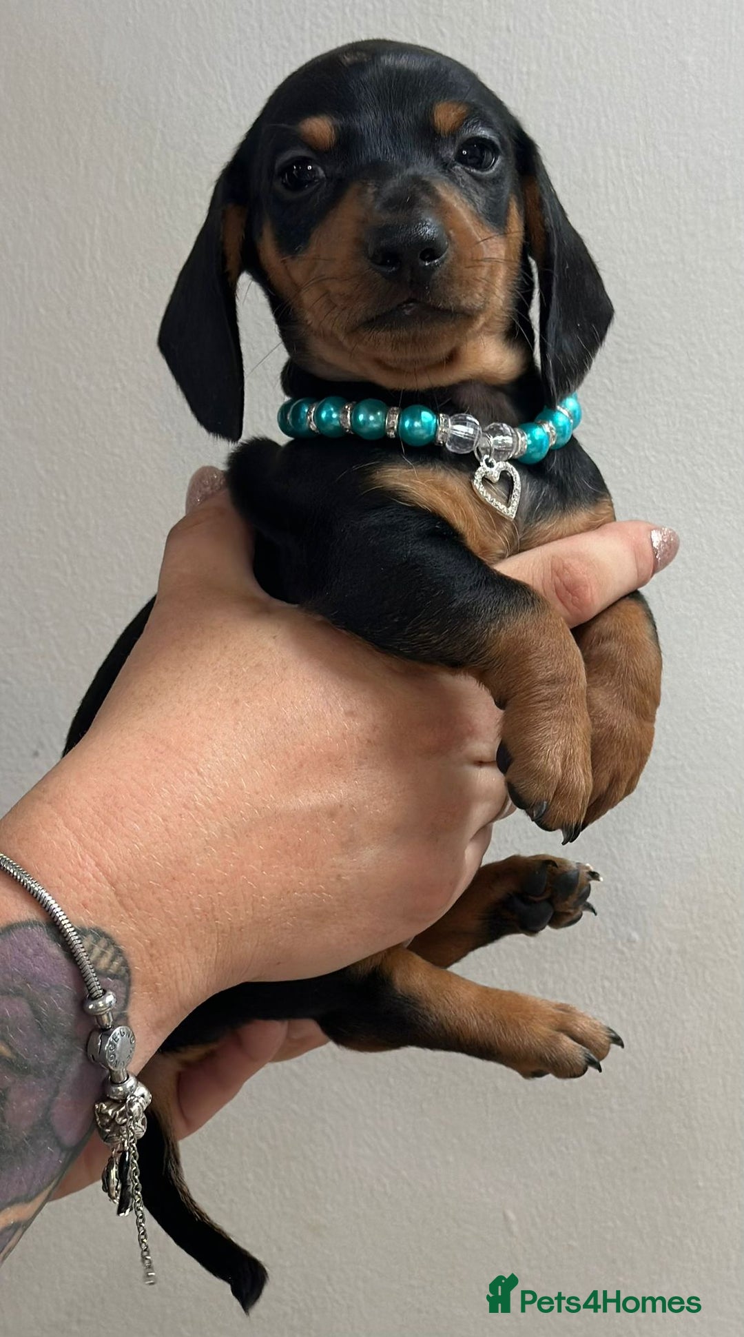 Miniature Dachshund dogs for sale: Beautiful smooth haired miniature dachshunds - Image 6