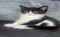 Domestic Shorthair cats for sale: Luna Kitten - Image 2
