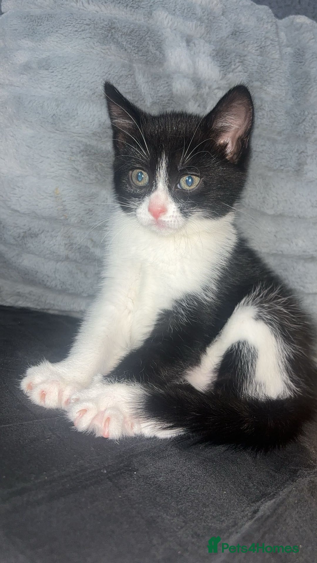 Domestic Shorthair cats for sale: Luna Kitten - Image 2
