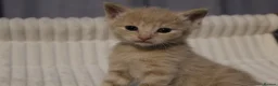 British Shorthair cats for sale: Stunning British short hair kittens - Advert 34