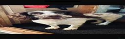 English Springer Spaniel dogs for stud: English springer spaniel for studding  in Halifax - Advert 1