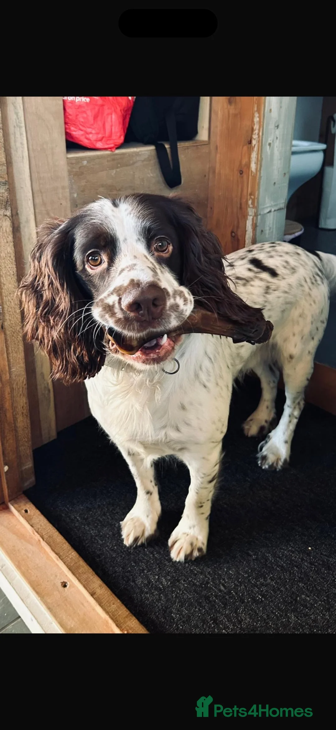 English Springer Spaniel dogs for stud: English springer spaniel for studding  in Halifax - Advert 1