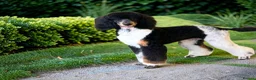Bernedoodle dogs for sale: Bernedoodle pups - Advert 7
