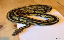 Python Snake reptiles for sale: Royal Python (Fire Yellow Belly) – Female - Image 9