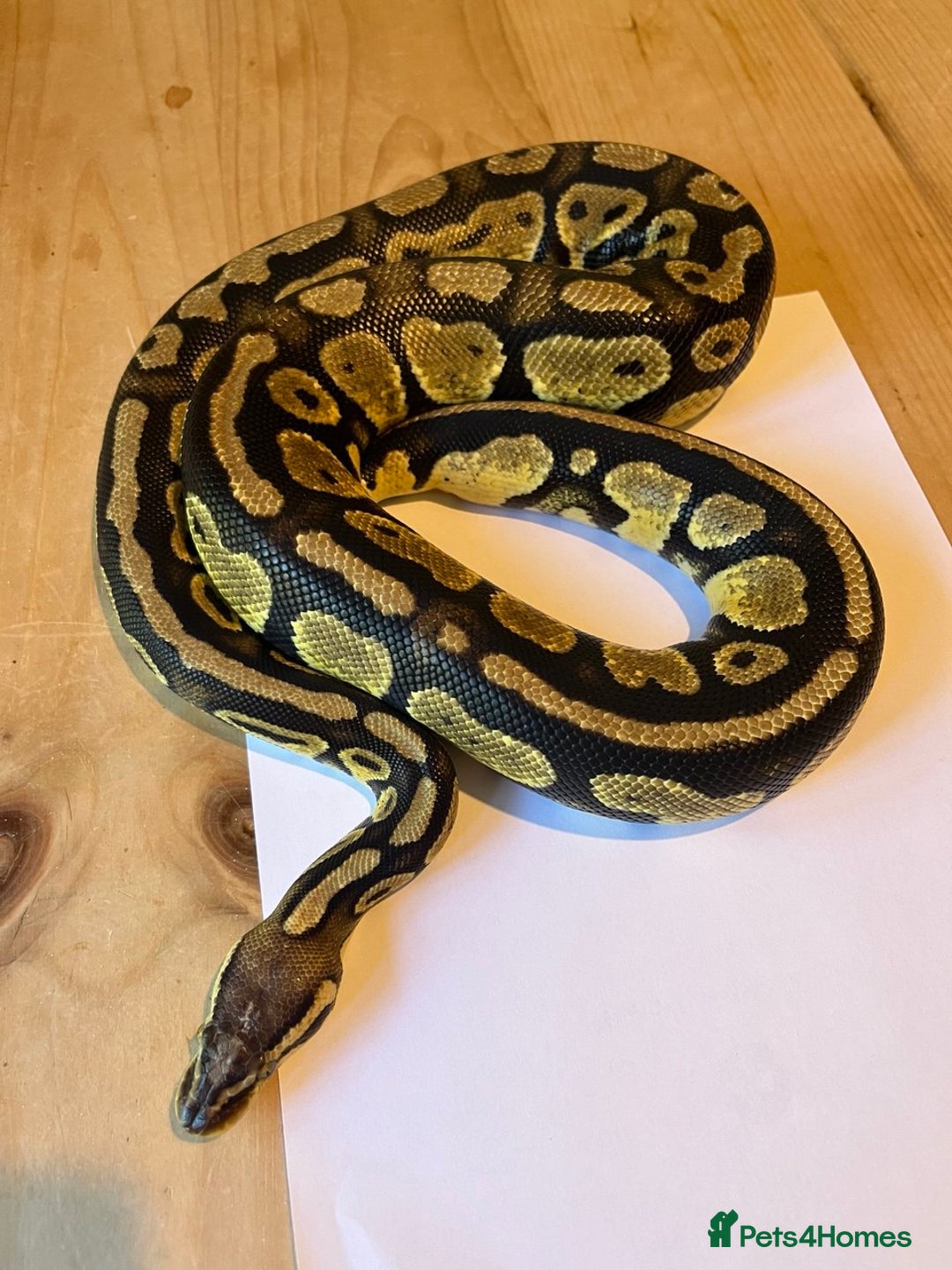 Python Snake reptiles for sale: Royal Python (Fire Yellow Belly) – Female - Image 9