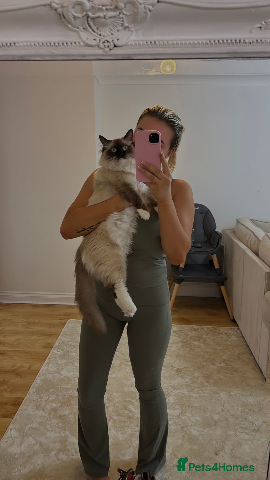 Ragdoll cats for sale: Enzo  - Image 4