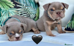 English Bulldog dogs for sale: Champion Bloodlines KC British Bulldogs - Image 8