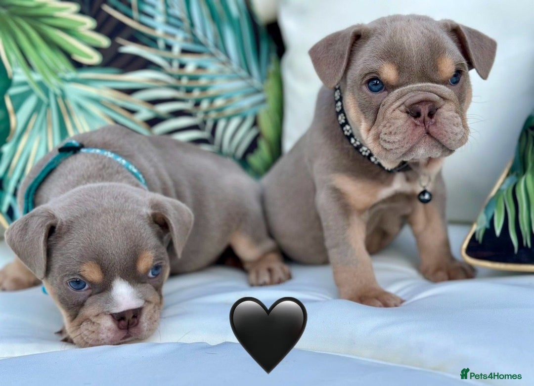English Bulldog dogs for sale: Champion Bloodlines KC British Bulldogs - Image 8