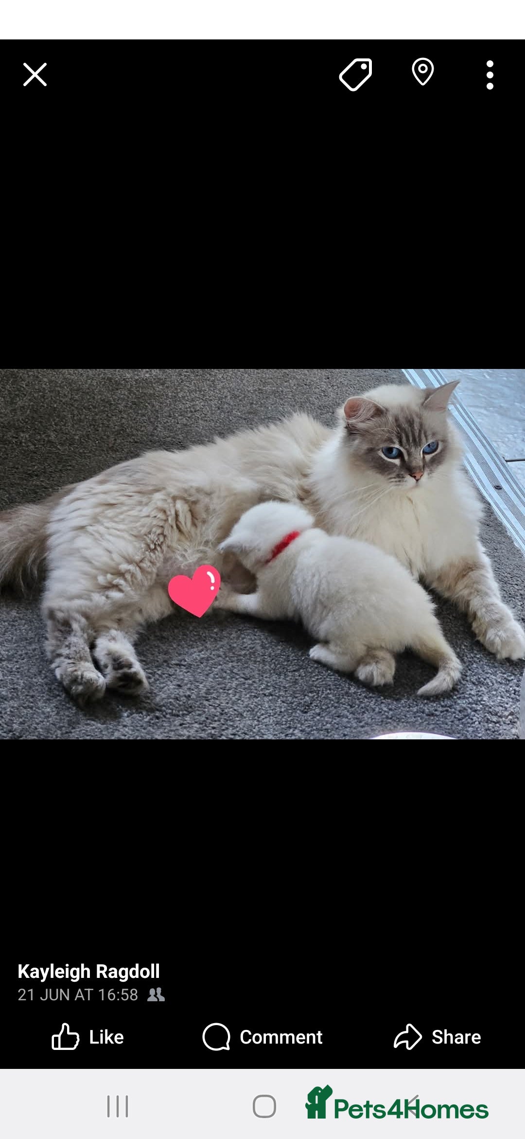 Ragdoll cats for sale: Lilac lynx ragdoll so special - Image 18