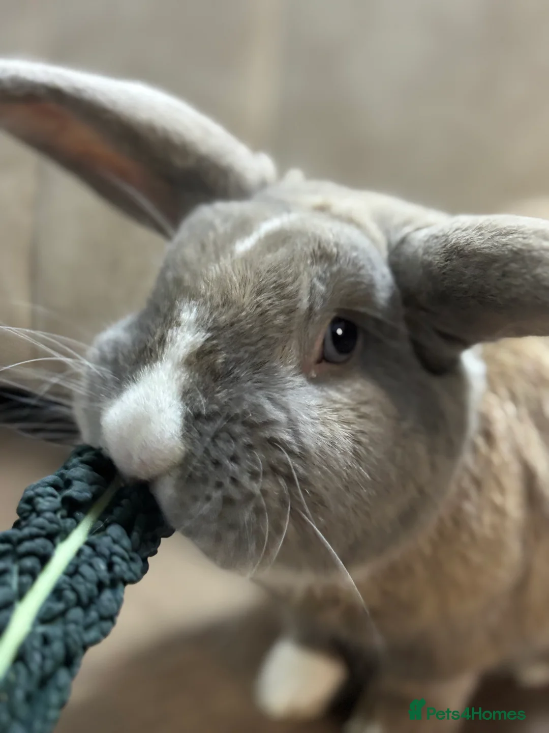 Mixed Breed rabbits for sale: Blue eyed continental x buck - Advert 3