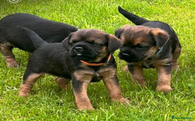 Border Terrier dogs - Advert 1