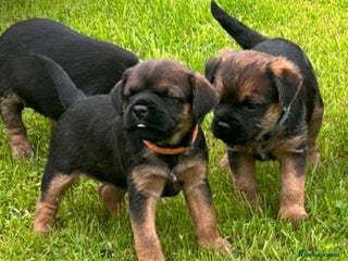 Border Terrier dogs - Advert 1