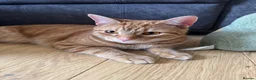 Domestic Shorthair cats for sale: Tabby - beautiful boy - Advert 4