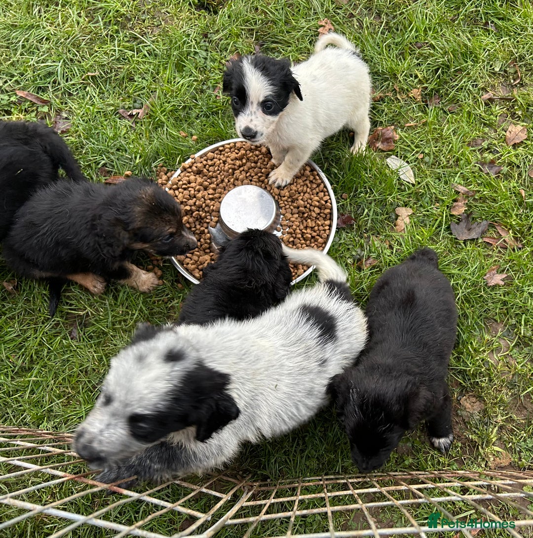 Mixed Breed dogs for sale: GORGEOUS COCKER SPANIEL/BORDER COLLIE PUPS - Advert 15