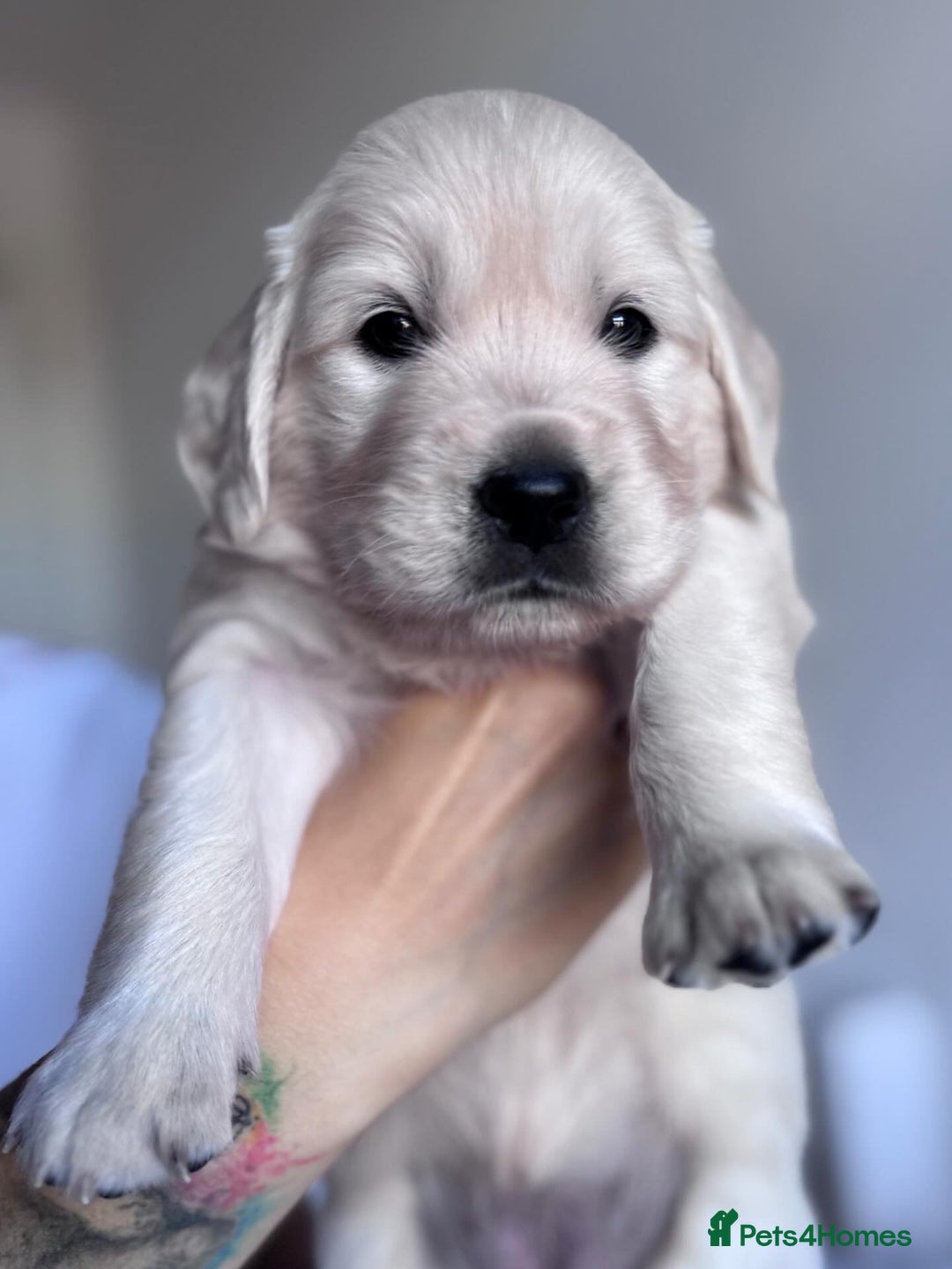 Golden Retriever dogs for sale: Adorable KC Reg Golden Retriever Puppies - Image 16