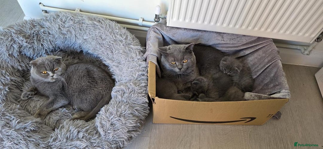British Shorthair cats for sale: Purebred BSH Kitten-Imported Lineage (last kitten) - Image 2